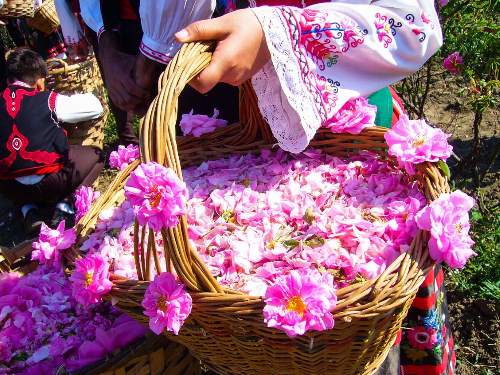 One-Day Rose Harvest & Rosewater Festival of Kashan