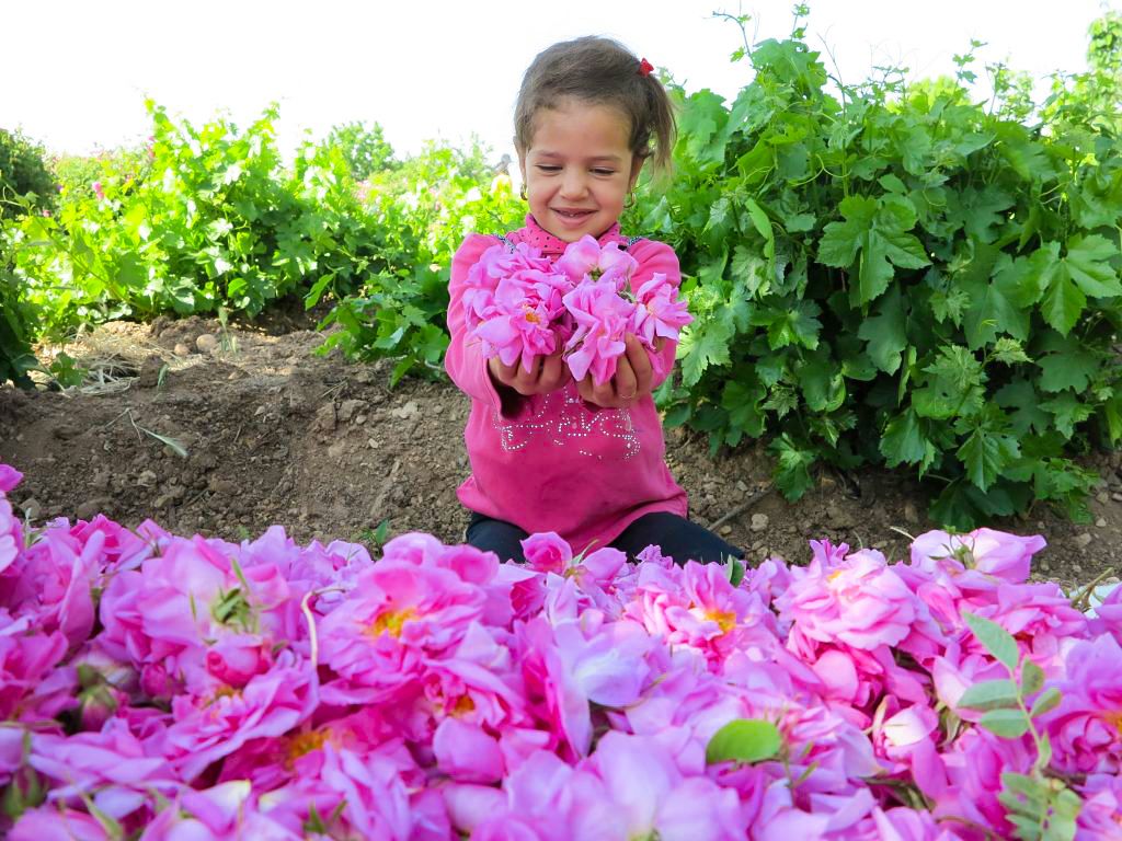One-Day Rose Harvest & Rosewater Festival of Kashan	